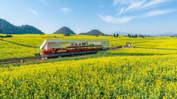 智慧财讯 中国经济样本观察·县域样本篇丨小小油菜花何以“绽放”近百亿元产业？